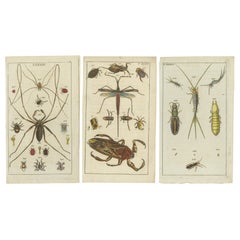 Grabados de Arácnidos e Insectos: Impresionante Arte de Historia Natural Coloreado a Mano, 1832