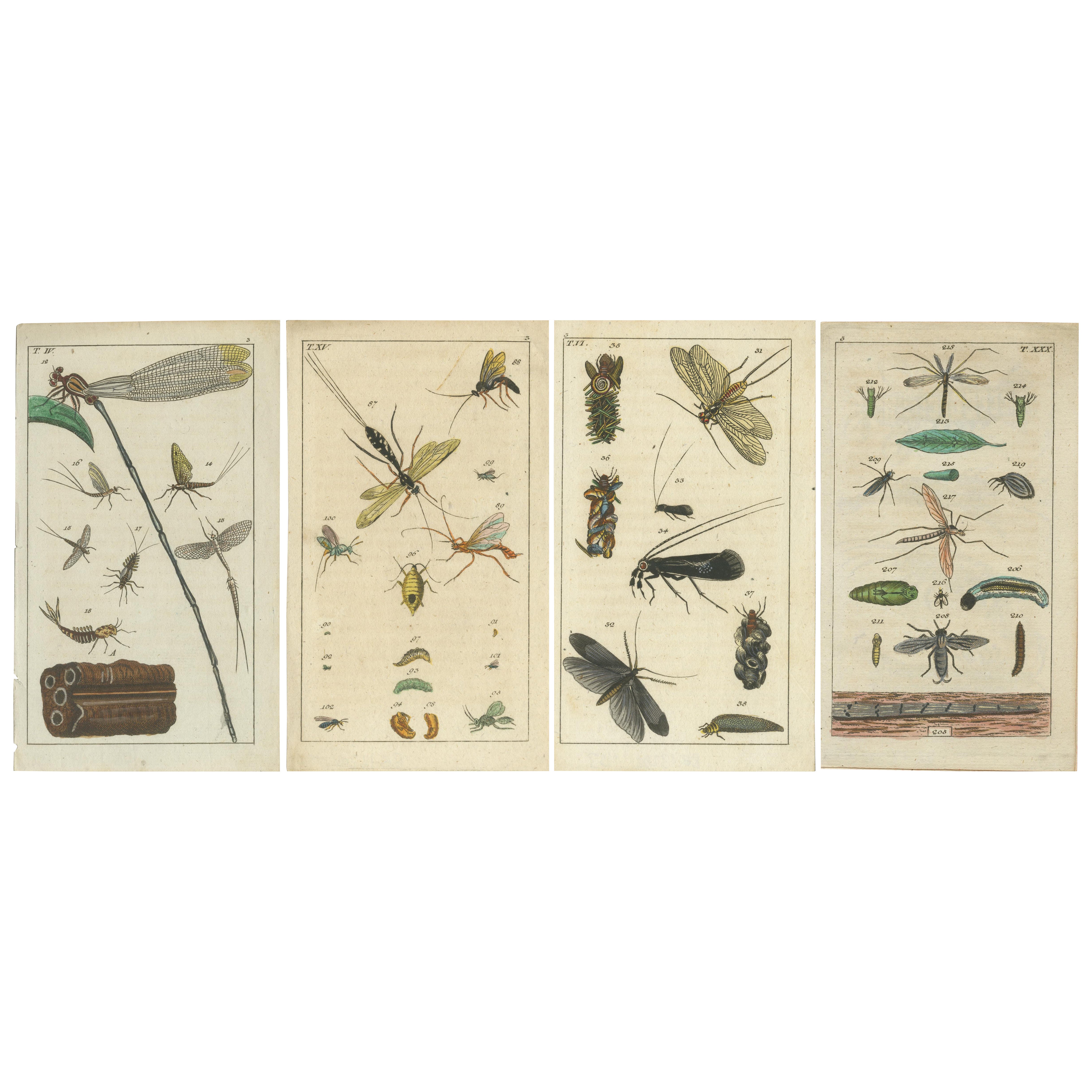 Piccole stampe di Nature: Insetti e cicli vitali in squisiti dettagli, 1832