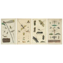 Piccole stampe di Nature: Insetti e cicli vitali in squisiti dettagli, 1832