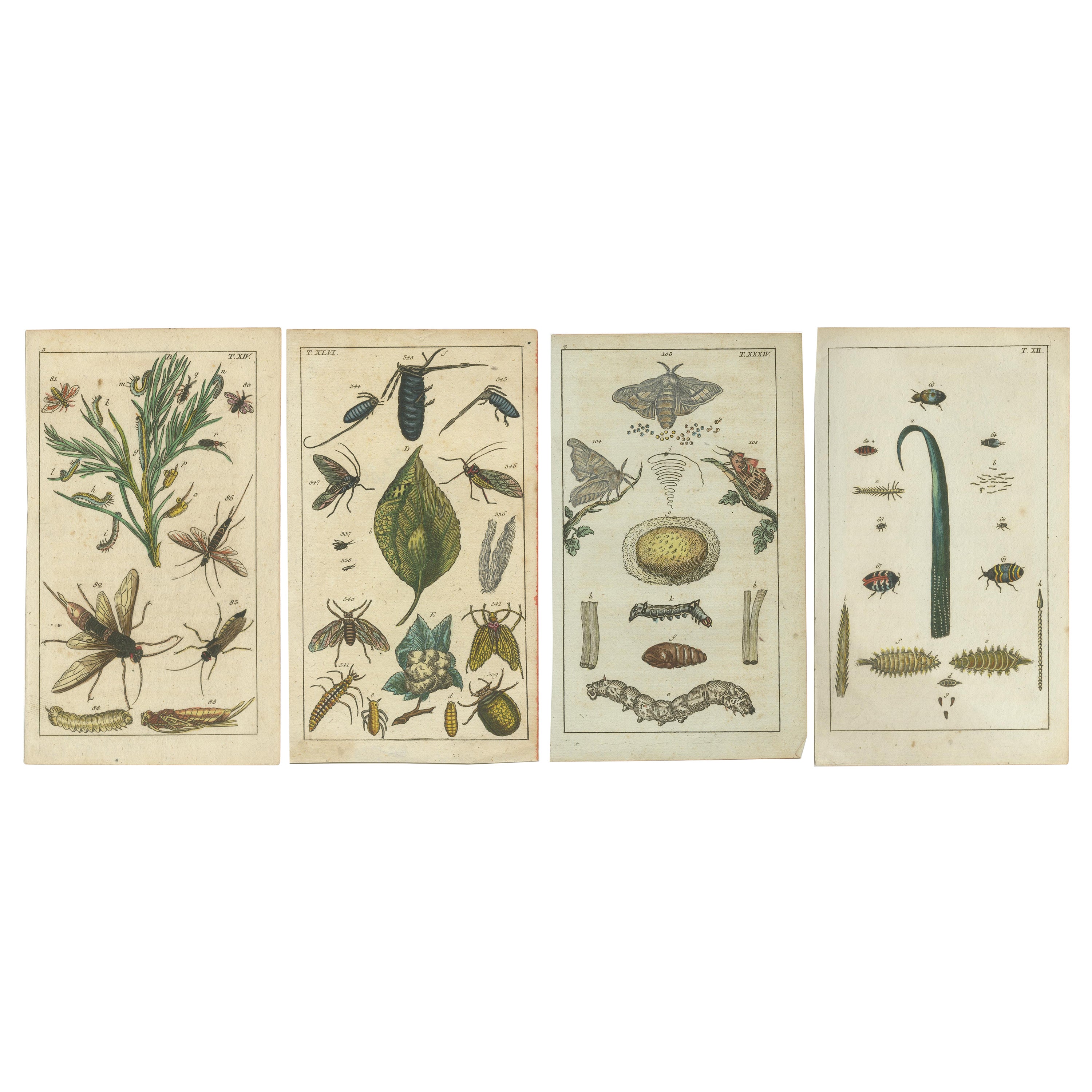Squisite stampe antiche di Nature: Insetti, larve e cicli vitali, 1832