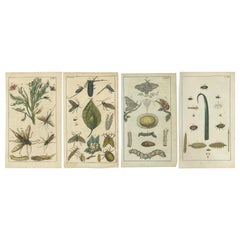 Squisite stampe antiche di Nature: Insetti, larve e cicli vitali, 1832