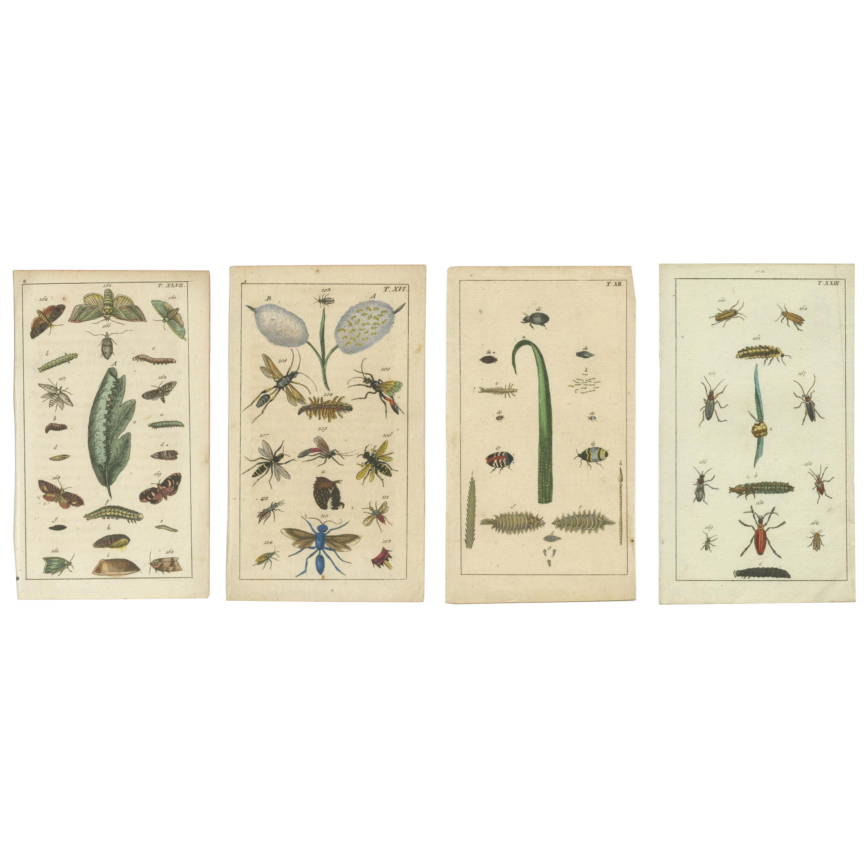 Piccole e rare stampe di Nature con insetti e piante, 1832