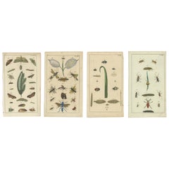 Piccole e rare stampe di Nature con insetti e piante, 1832
