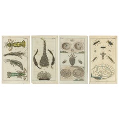 Piccole stampe storiche che mostrano crostacei, vita marina e insetti dettagliati, 1832
