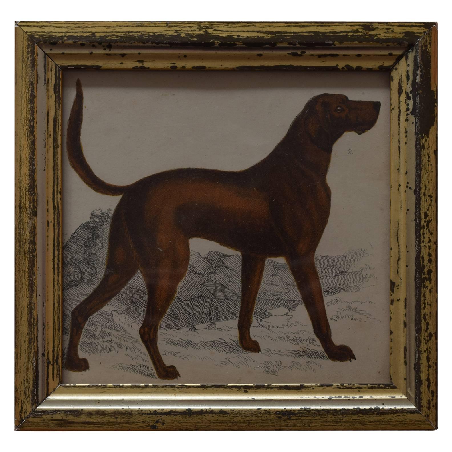 Antique Print of a Sporting Dog, English, circa 1850