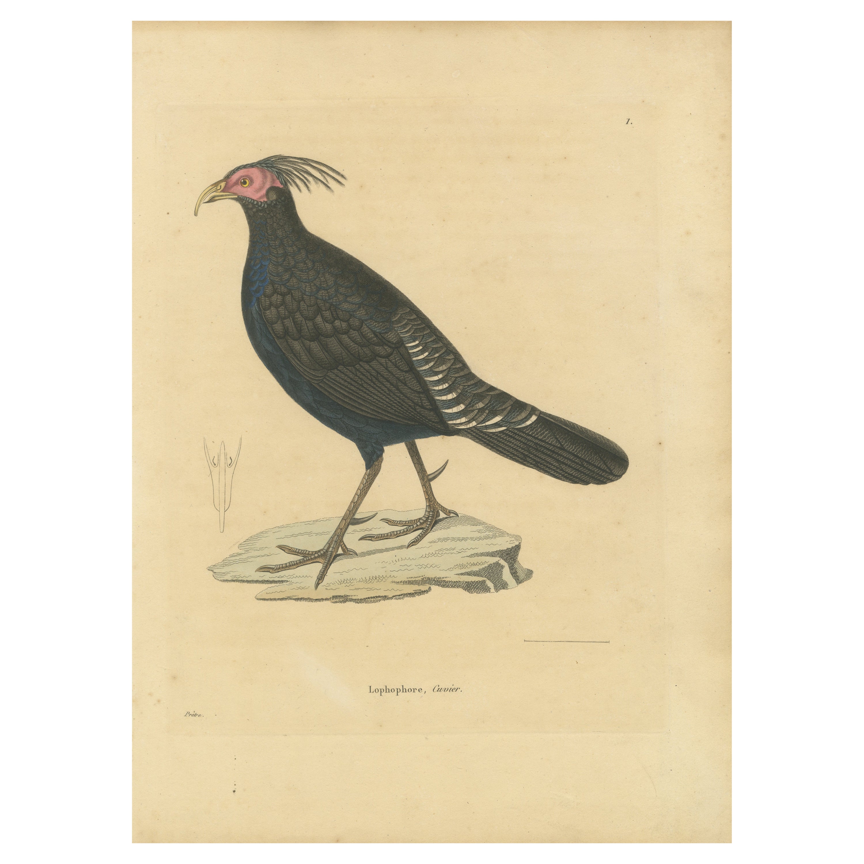Incisione colorata a mano di un Monal dell'Himalaya - Stampa ornitologica esotica, 1808
