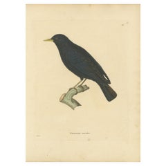 Hand-Colored Engraving of a Black Starling – Exotic Ornithological Print, c.1808