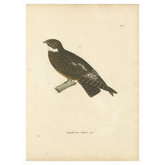 Rare Engraving of a Natterer’s Nightjar – Ornithological Illustration, ca.1808
