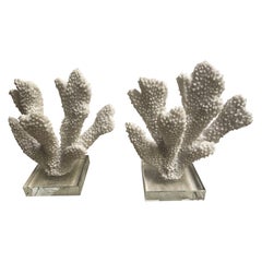Pair Faux White Thick Finger Coral Mounted on Glass Decorative Objects