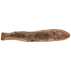 Fish Fossil 12