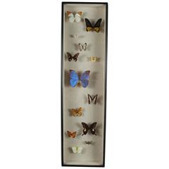 Beautiful 1950s Butterfly Vitrine