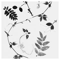 Papier peint floral noir sur fond blanc : Jardin hollandais