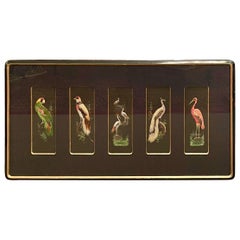 Hand-Made American Matted Collection of Feathers of South Florida Birds in Frame