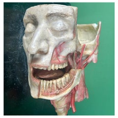 19th Century Anatomical Model of Dissected Wax Head Mounted on Framed Board