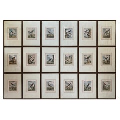 Set of 18 Hand Coloured Bird Engravings