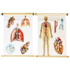 School Teaching Chart „Circulatory and Respiratory System“ der Schule, Vintage