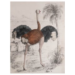 Original Antique Print of An Ostrich, 1847 'Unframed'