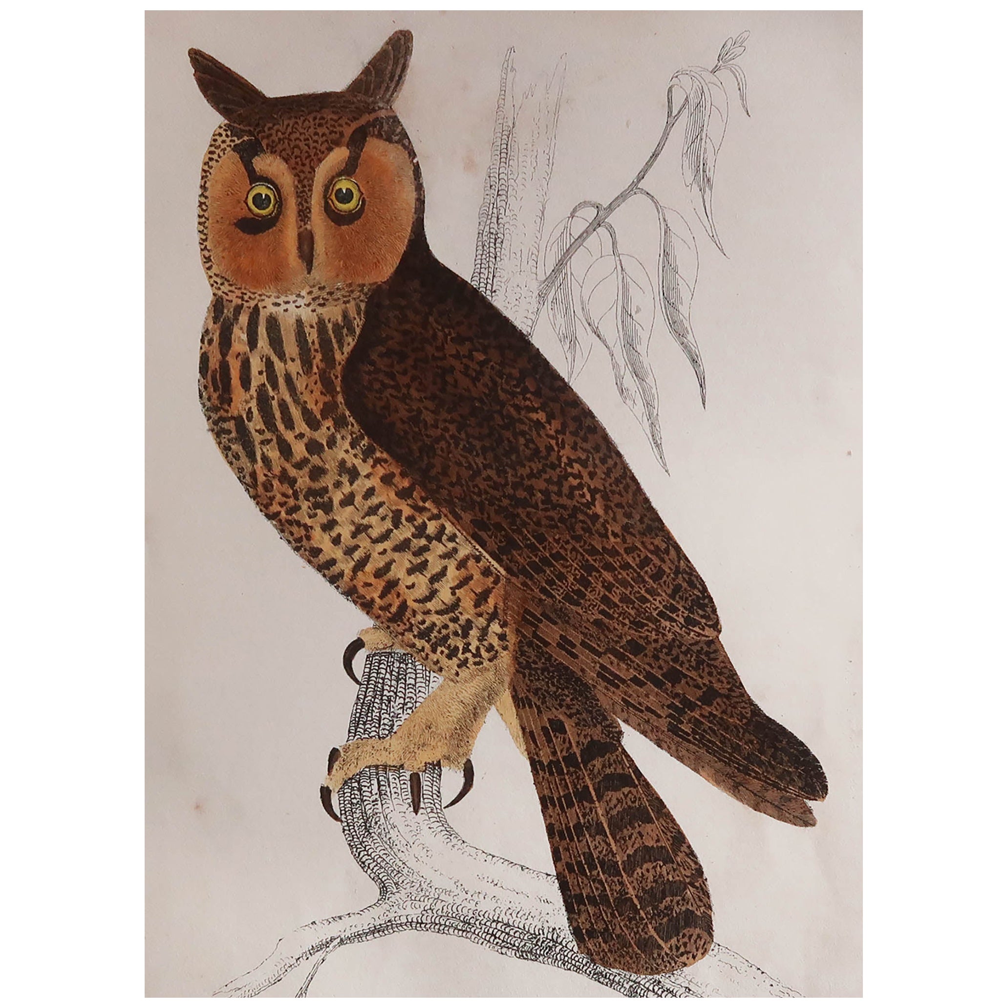 Original Antique Print of an Owl, 1847 'Unframed'
