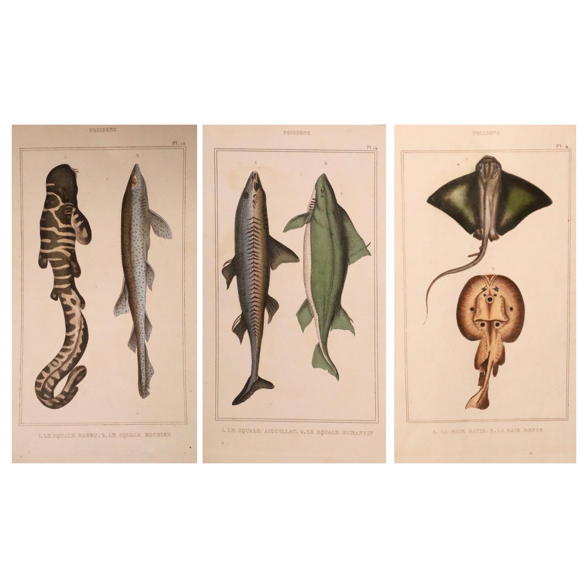 Set of Two Original Hand-Colored Antique Fish Prints – Cuvier and ...