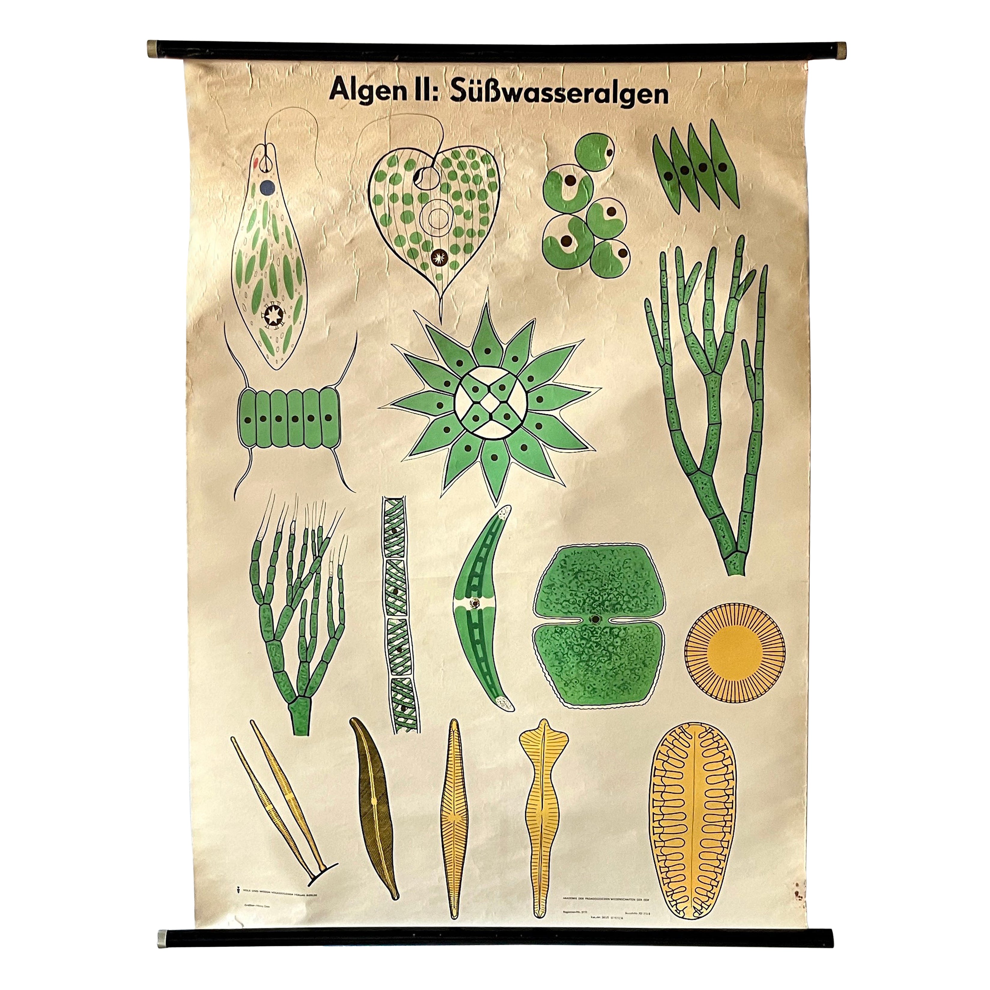 Vintage German Botany Scientific Educational Chart, Freshwater Algae Poster