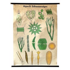 Vintage German Botany Scientific Educational Chart, Freshwater Algae Poster