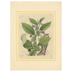 Litografía botánica de 1852 de Atropa Belladonna (belladona)