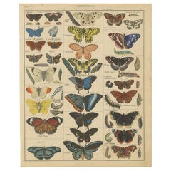 Wings of Wonder: Exquisite Hand-Colored 19th-Century Butterfly Print