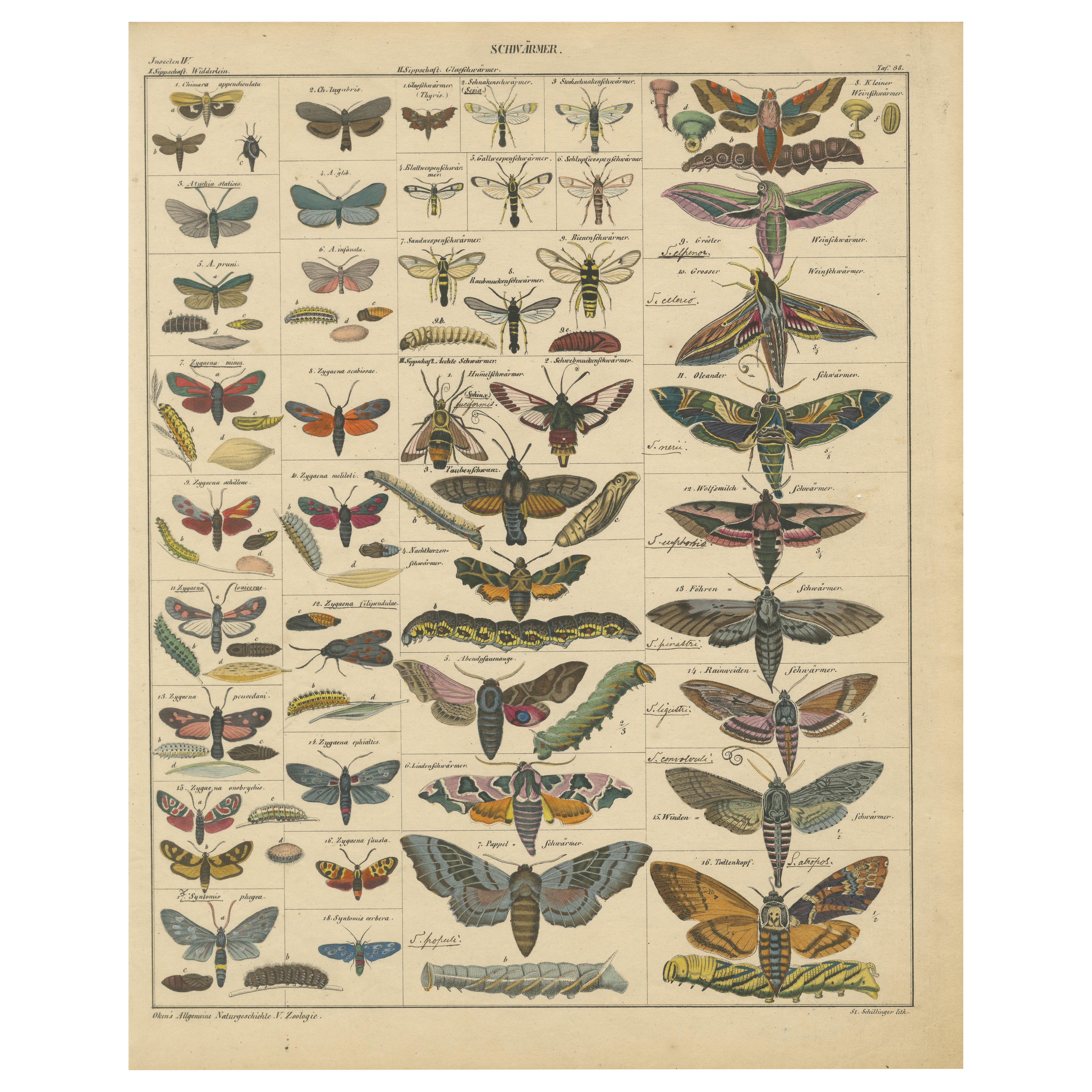 Wondrous Moths and Hawkmoths – Hand-Colored 19th-Century Natural History Print