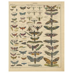 Wundersame Motten und Habichtskäfer - handkolorierter naturhistorischer Druck aus dem 19.