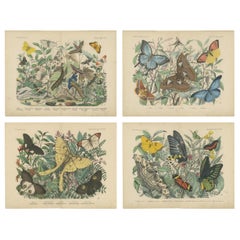 The Art of Butterflies – Exquisite 19th-Century Hand-Colored Lithographs, c.1860