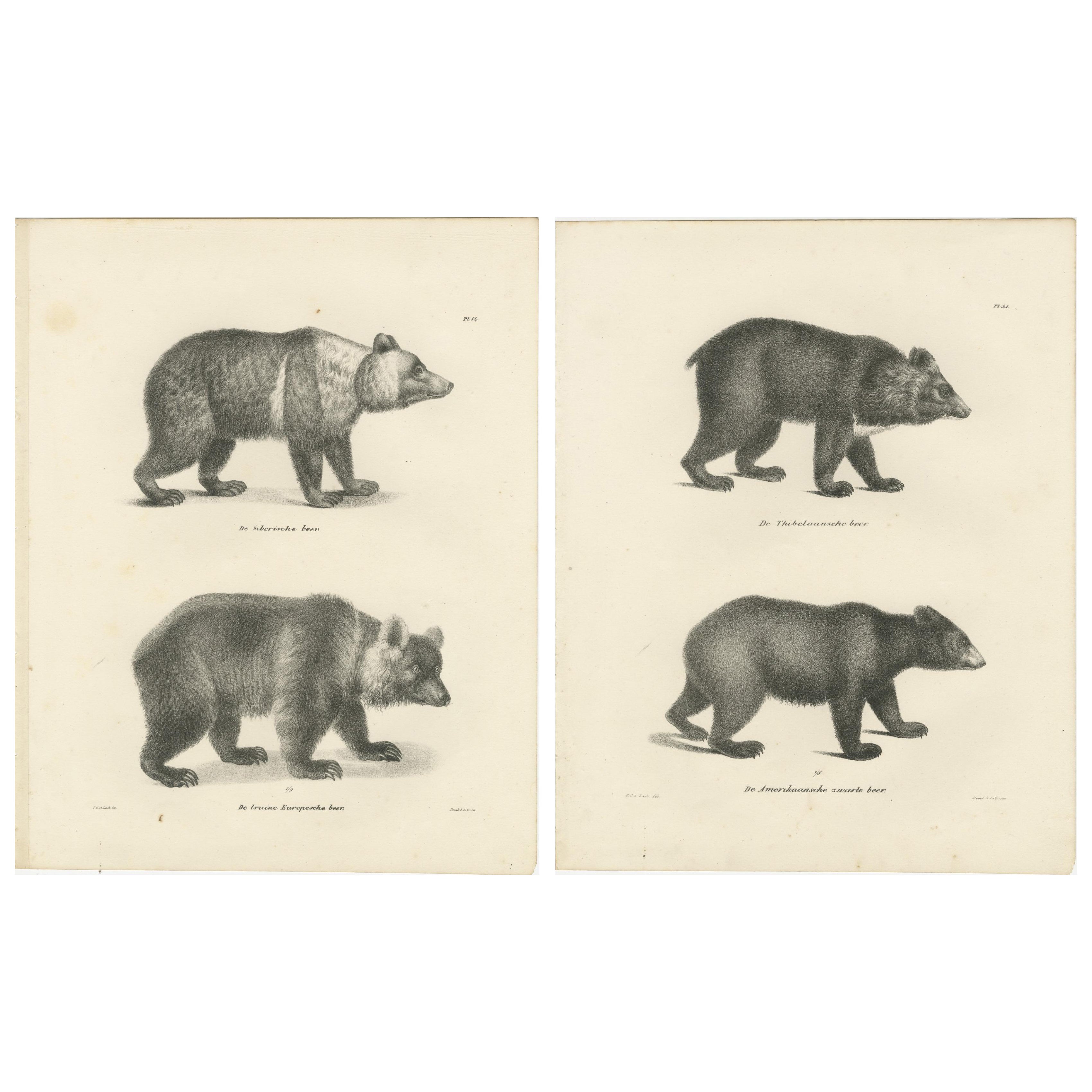Ours majestueux du 19e siècle - Gravures anciennes exquises d'histoire naturelle