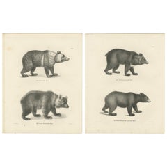Majestic Bears of the 19th Century – Exquisite Antique Natural History Prints