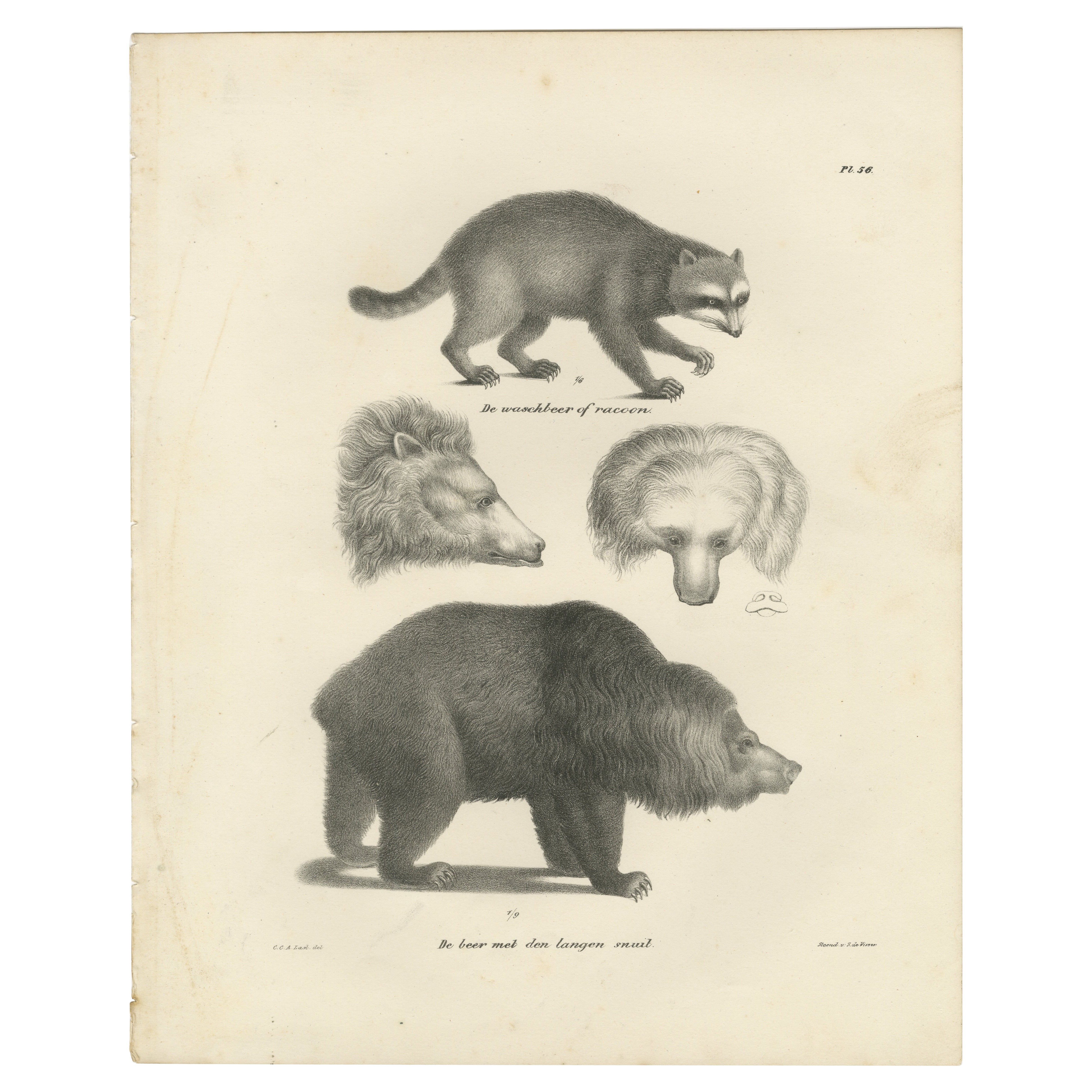 19th-Century Lithograph of a Raccoon and Bear – Stunning Natural History Print