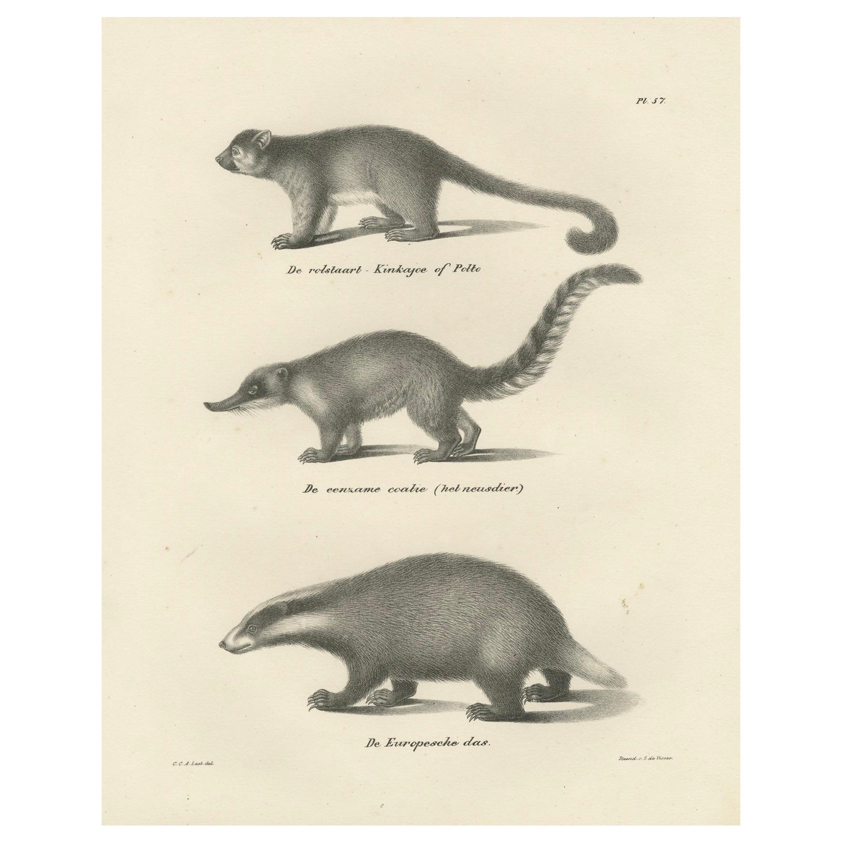 Rara litografia del XIX secolo raffigurante Kinkajou, Coati e Tasso Europeo