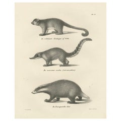 Rara litografia del XIX secolo raffigurante Kinkajou, Coati e Tasso Europeo