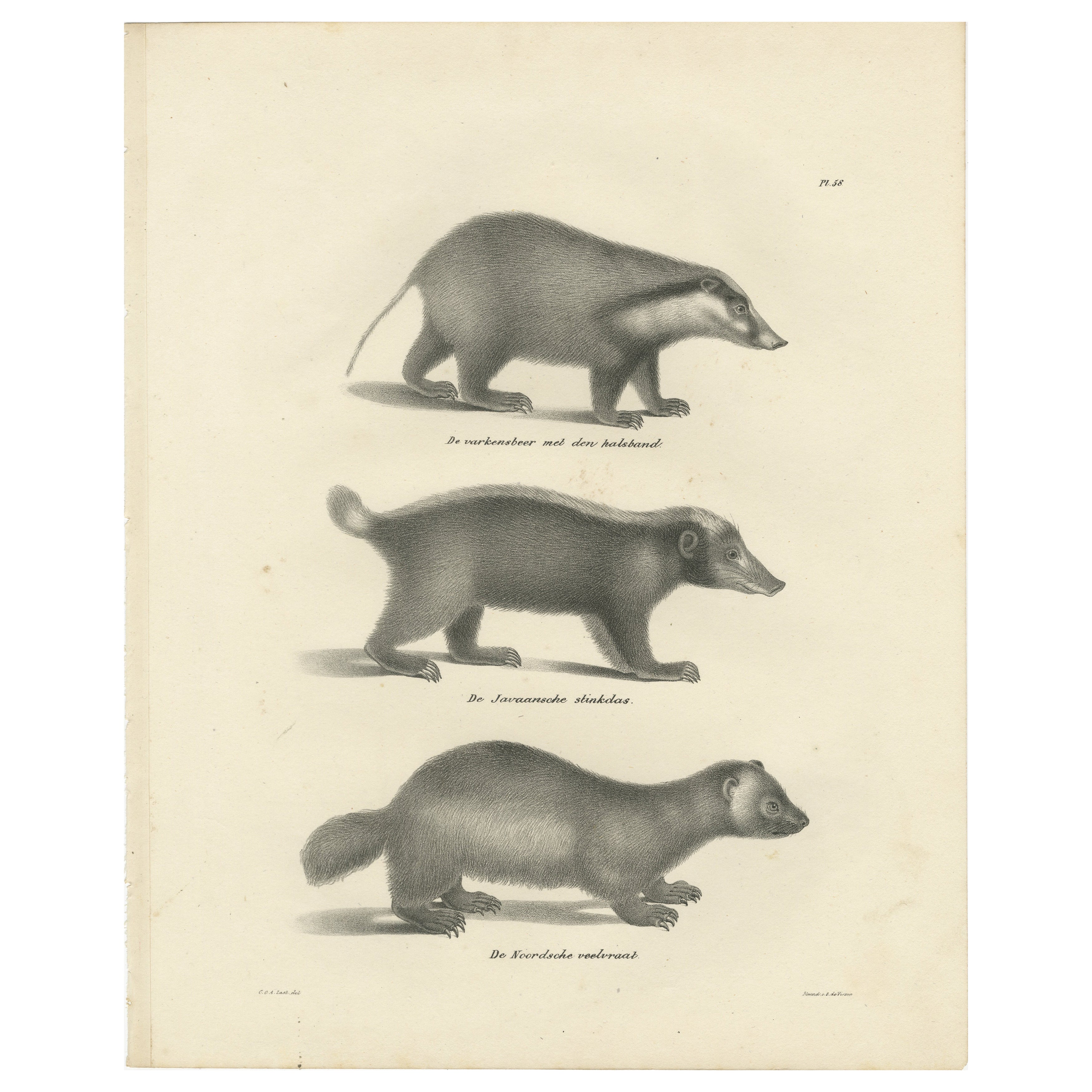 Lithographie du XIXe siècle représentant un pécari à collier, une mouffette javanaise et un carcajou nordique