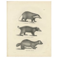 Lithographie aus dem 19. Jahrhundert mit Kragenbesatz aus Peccary, Javanischer Skunk und nordischem Wolken