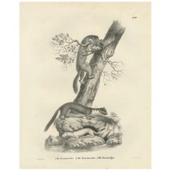 Lithografie aus dem 19. Jahrhundert mit Kiefermarder, Buchenmarder und Hermelin in Nature