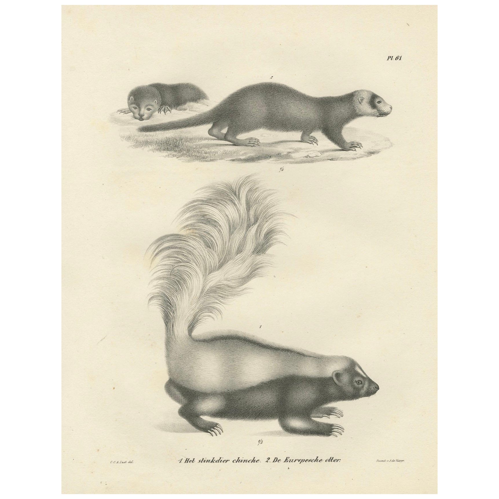 19th-Century Lithograph of a Skunk and European Otter in Exquisite Detail