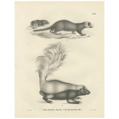 Antique 19th-Century Lithograph of a Skunk and European Otter in Exquisite Detail