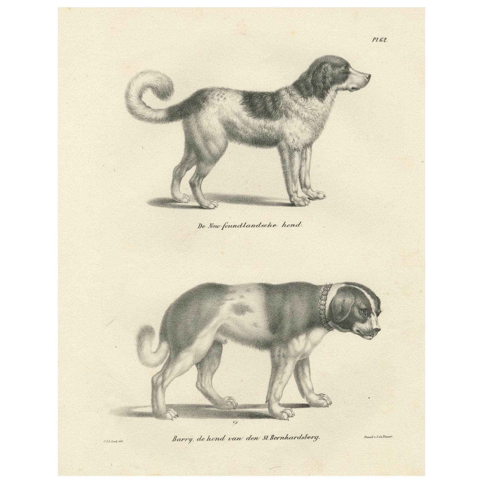 Lithographie du 19e siècle représentant le chien de sauvetage terre-neuve et saint-bernard Barry