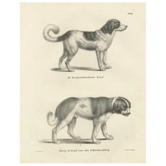 19th-Century Lithograph of Newfoundland and St. Bernard Rescue Dog Barry