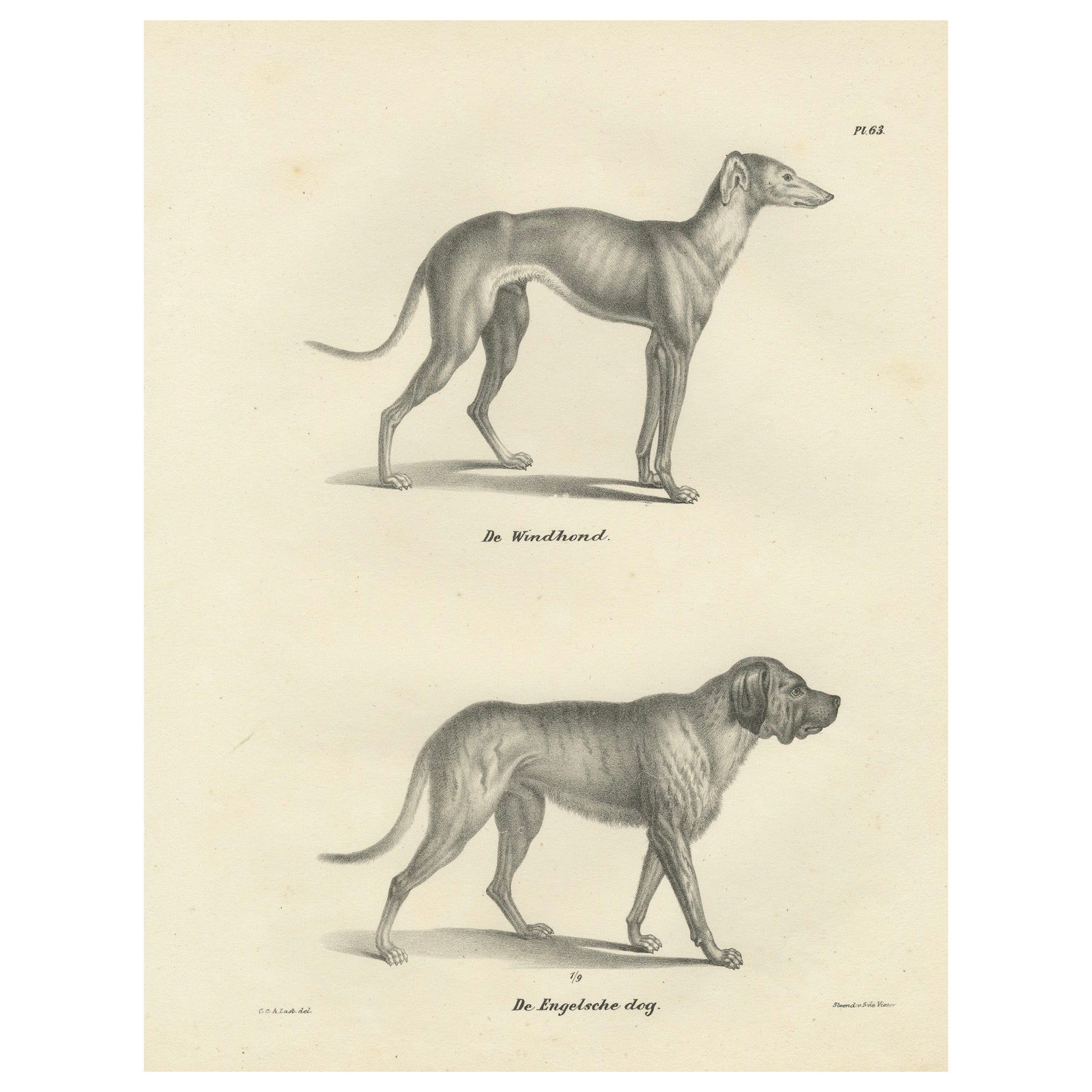 19th-Century Lithograph of a Greyhound and English Mastiff in Elegant Detail