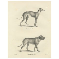 Lithographie eines Windhundes und eines englischen Mastiffs aus dem 19. Jahrhundert in elegantem Detail