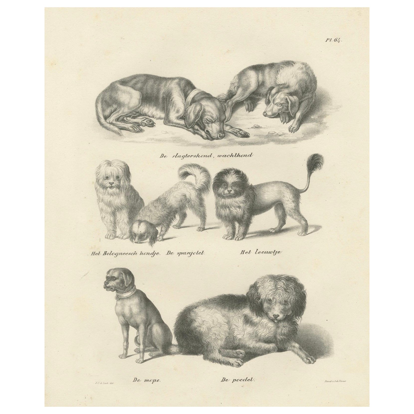 Litografia del XIX secolo raffigurante varie razze di cani, tra cui il barboncino e il carlino