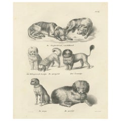 Lithographie aus dem 19. Jahrhundert mit verschiedenen Hunderassen, darunter Pudel und Mops