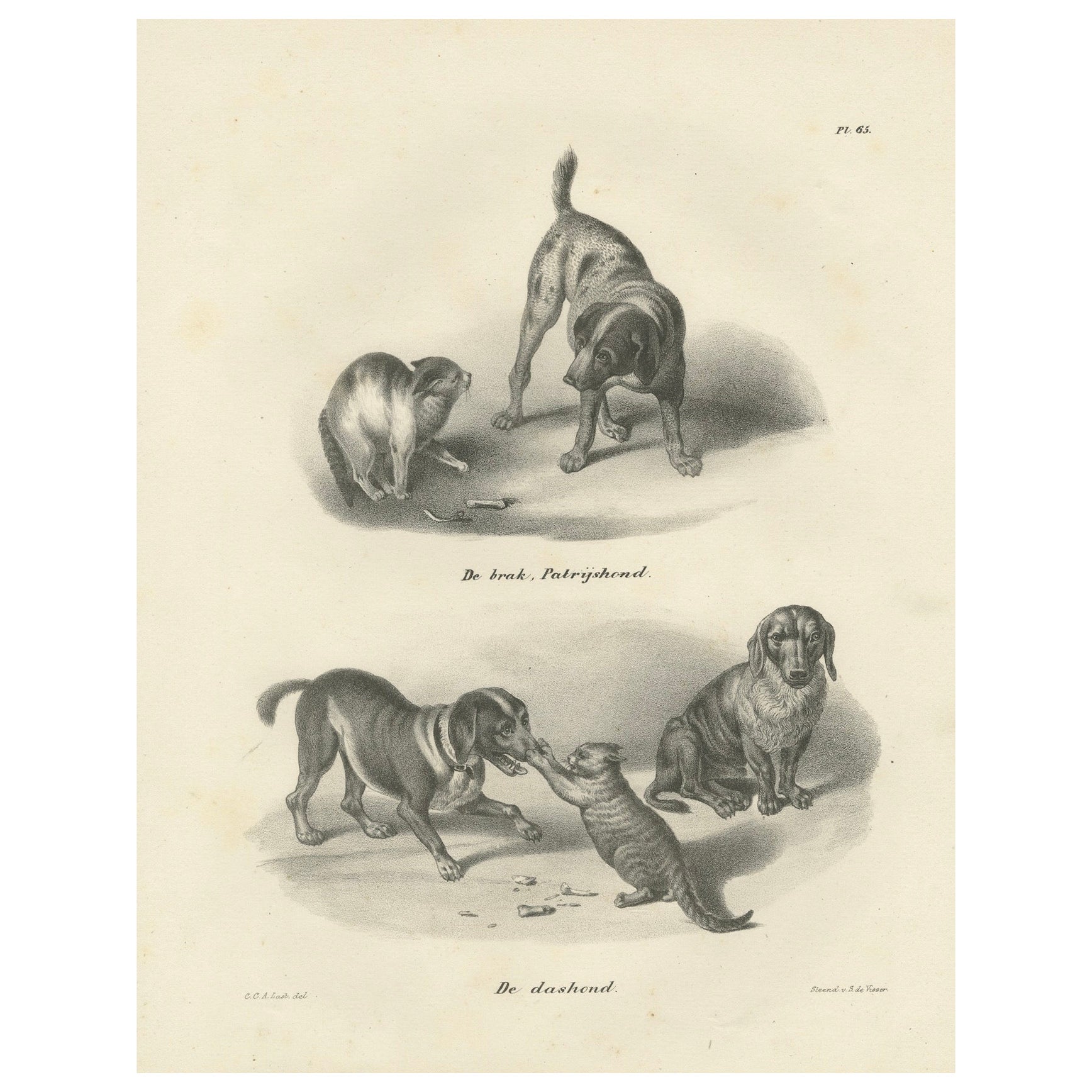 Lithographie du 19e siècle représentant des chiens de chasse et des teckels en compagnie de chats