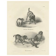 19th-Century Lithograph of Hunting Dogs and Dachshunds Interacting with Cats