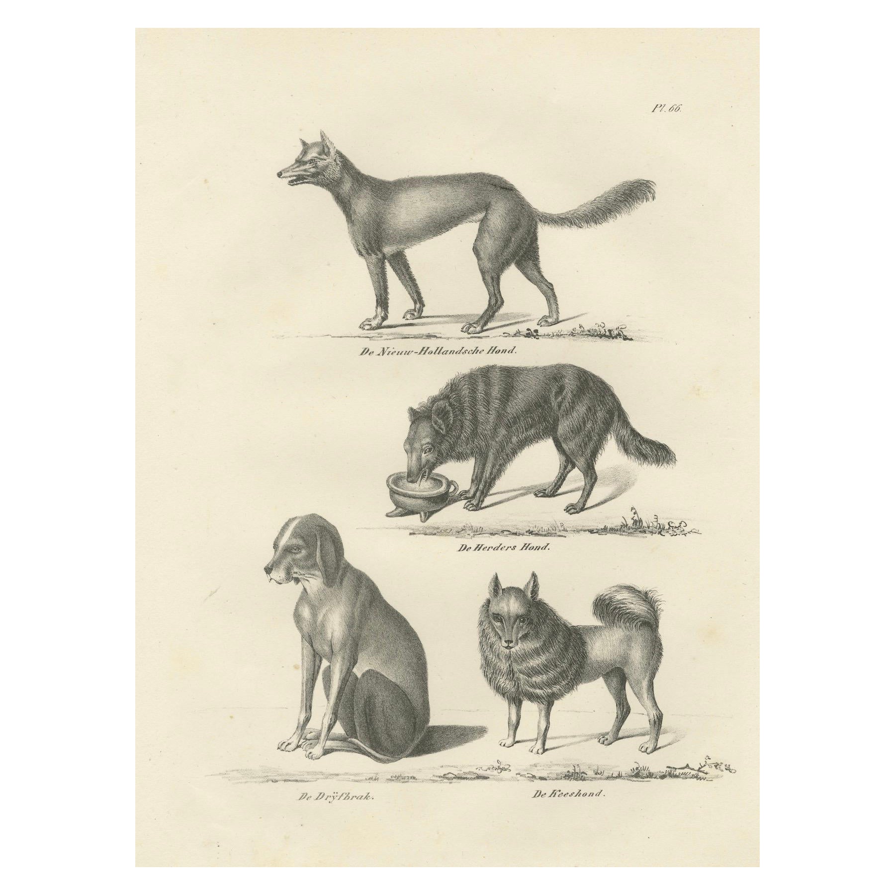 19th-Century Lithograph of Wild and Domestic Dogs, Including the Dingo and Spitz
