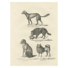Litografía del siglo XIX de perros salvajes y domésticos, incluidos el dingo y el spitz